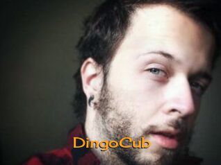 DingoCub