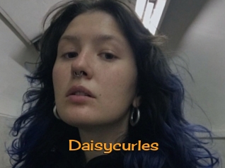 Daisycurles