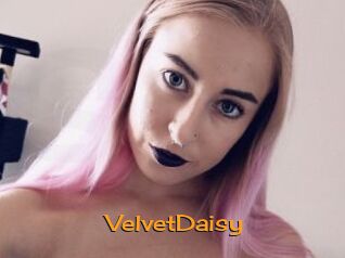VelvetDaisy