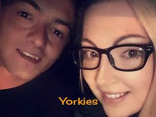 Yorkies